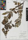 Foto von Salix hastata L.